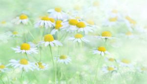 fantasy, illusion, flower background-3054797.jpg